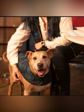 Green & Navy Quilted Dog Vest with Matching Ladies’ Vest—New
